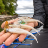 CrushCity Freeloader Soft Plastics for Bass Fishing | Bass, Carp & Camping Outdoors