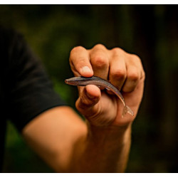 6th Sense Sketch Minnow Dropshot Lure for Bass Fishing | Bass, Carp & Camping