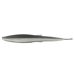 6th Sense Sketch Minnow Dropshot Lure for Bass Fishing | Bass, Carp & Camping