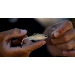6th Sense Fiction Shad Soft Plastic FFS Bait | Fishing Tackle