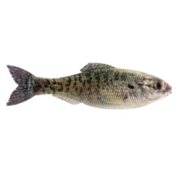 6th Sense Panorama Minnow Lure for Bass Fishing | SA Tackle Store