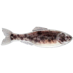 6th Sense Panorama Minnow Lure for Bass Fishing | SA Tackle Store