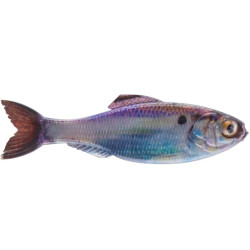 6th Sense Panorama Minnow Lure for Bass Fishing | SA Tackle Store