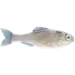 6th Sense Panorama Minnow Lure for Bass Fishing | SA Tackle Store