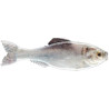 6th Sense Panorama Minnow Lure for Bass Fishing | SA Tackle Store