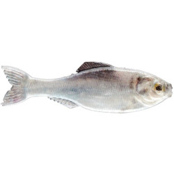 6th Sense Panorama Minnow Lure for Bass Fishing | SA Tackle Store