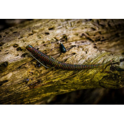 6th Sense Bamboosa Shakey Head Soft Lure | Bass, Carp & Camping Fishing Tackle Store