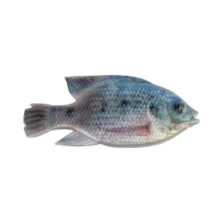 Cullem Pro Series Kurper Fishing Baits | South Africa Fishing Tackle