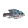 Cullem Pro Series Kurper Fishing Baits | South Africa Fishing Tackle