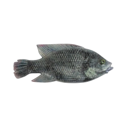 Cullem Pro Series Kurper Fishing Baits | South Africa Fishing Tackle