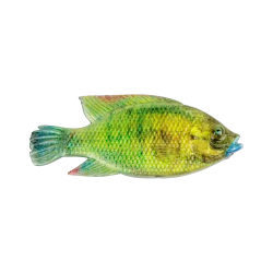 Cullem Pro Series Kurper Fishing Baits | South Africa Fishing Tackle