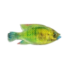 Cullem Pro Series Kurper Fishing Baits | South Africa Fishing Tackle