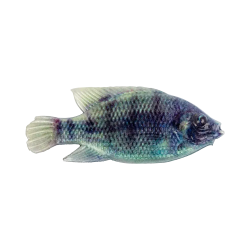 Cullem Pro Series Kurper Fishing Baits | South Africa Fishing Tackle