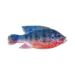 Cullem Pro Series Kurper Fishing Baits | South Africa Fishing Tackle