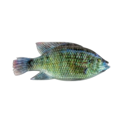 Cullem Pro Series Kurper Fishing Baits | South Africa Fishing Tackle