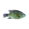 Cullem Pro Series Kurper Fishing Baits | South Africa Fishing Tackle
