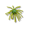 BWG Boogie Bomb Dice Style Soft Bait – Drop Shot Bass Lure | Bass, Carp & Camping