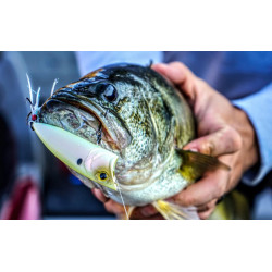 6th Sense SplashBack Popper | Silent Bass Topwater Lure | Bass, Carp & Camping Tackle Store