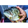 6th Sense SplashBack Popper | Silent Bass Topwater Lure | Bass, Carp & Camping Tackle Store