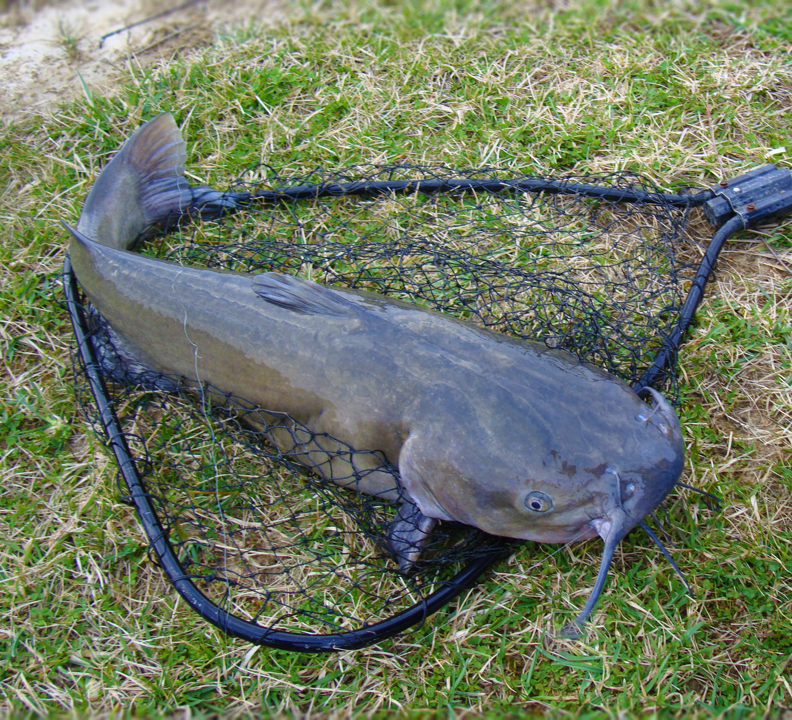 Barbel