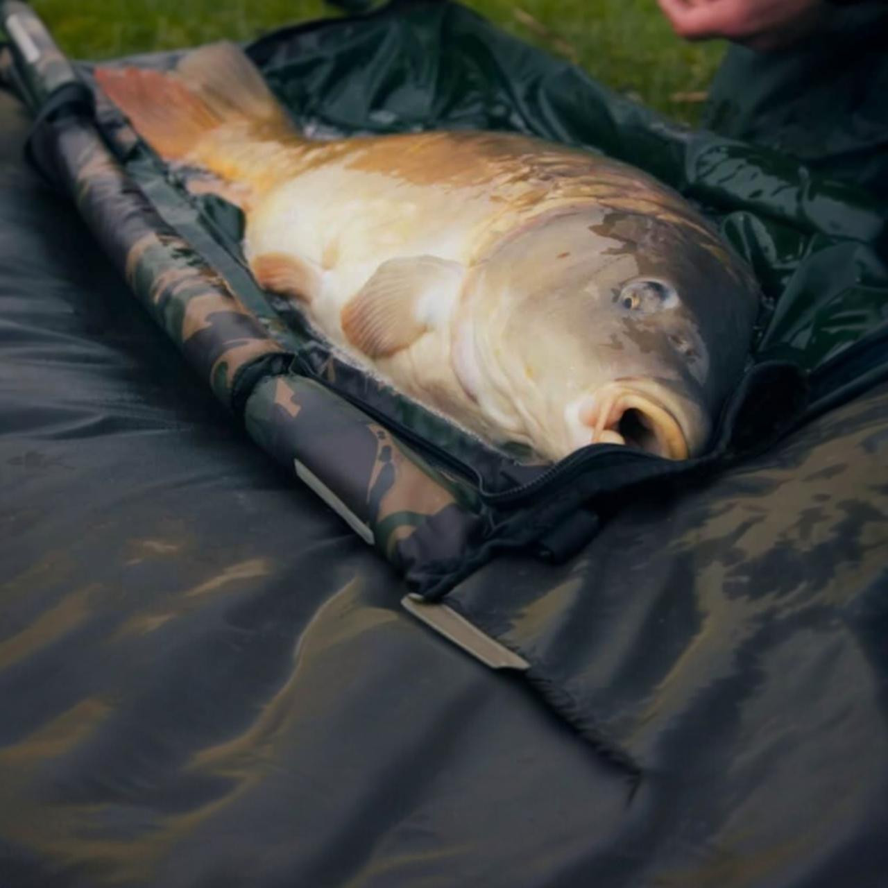 Carp Care