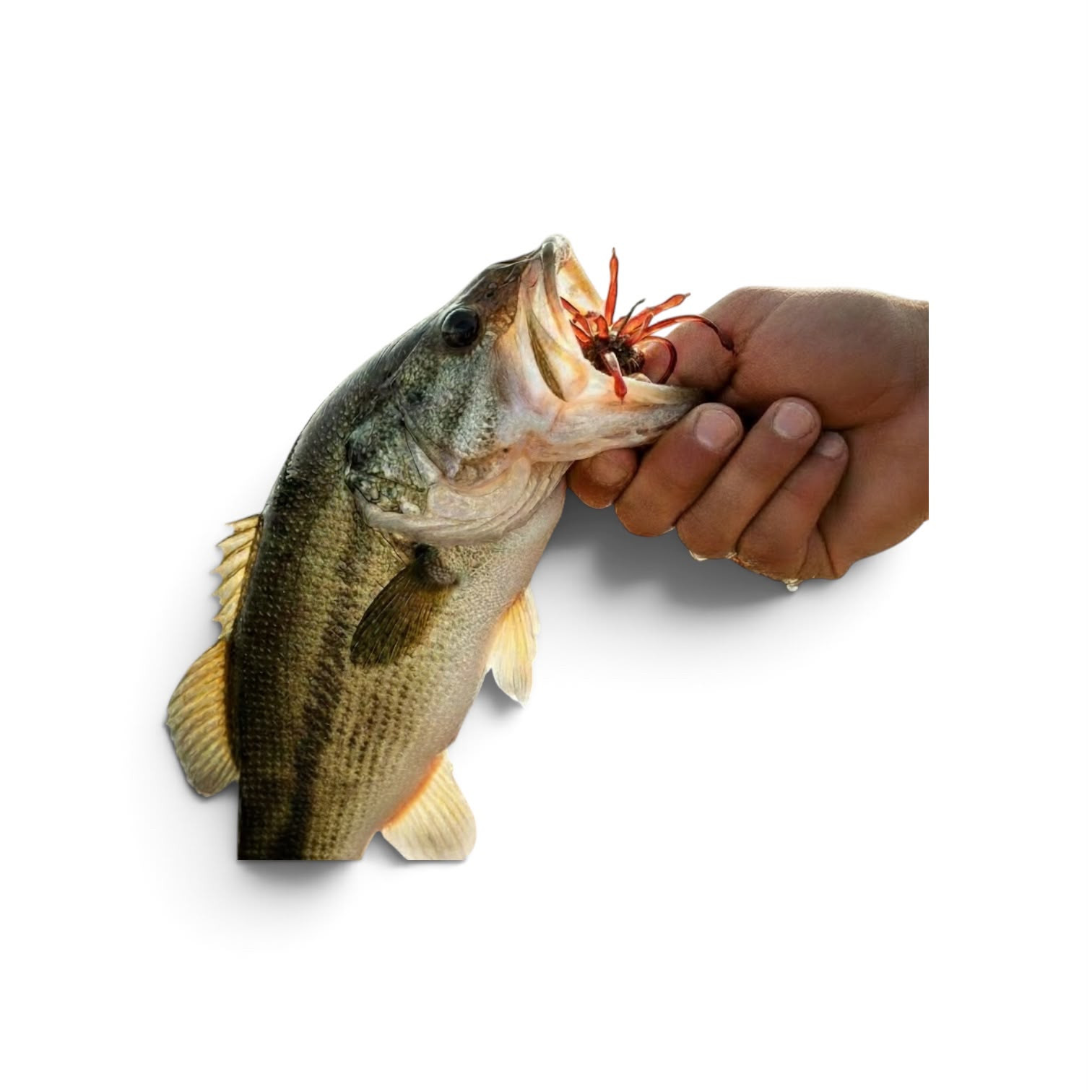 Urchin Style Baits