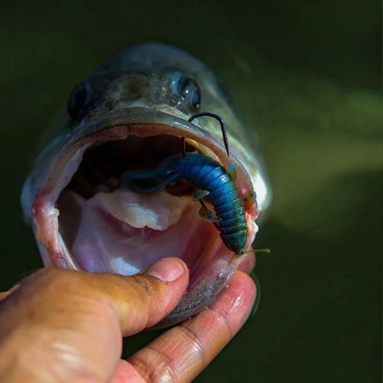 Big Bite Baits YoDaddy craw